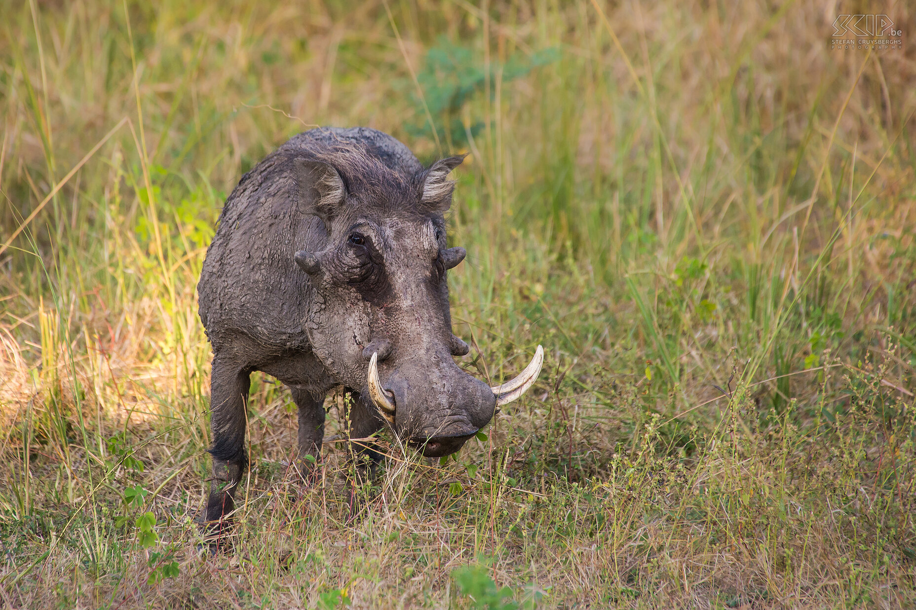 South Luangwa - Wrattenzwijn  Stefan Cruysberghs